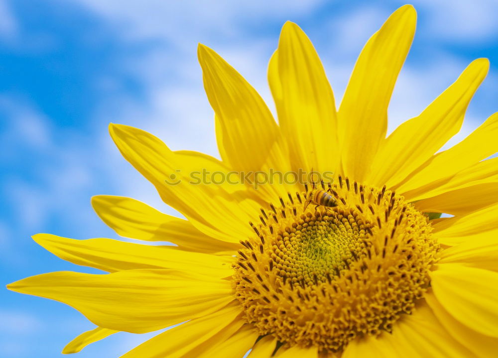 Similar – flowerage Sunflower