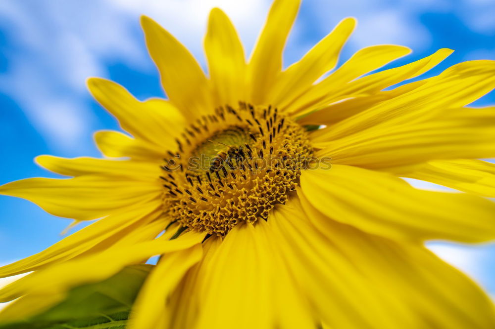 Similar – flowerage Sunflower