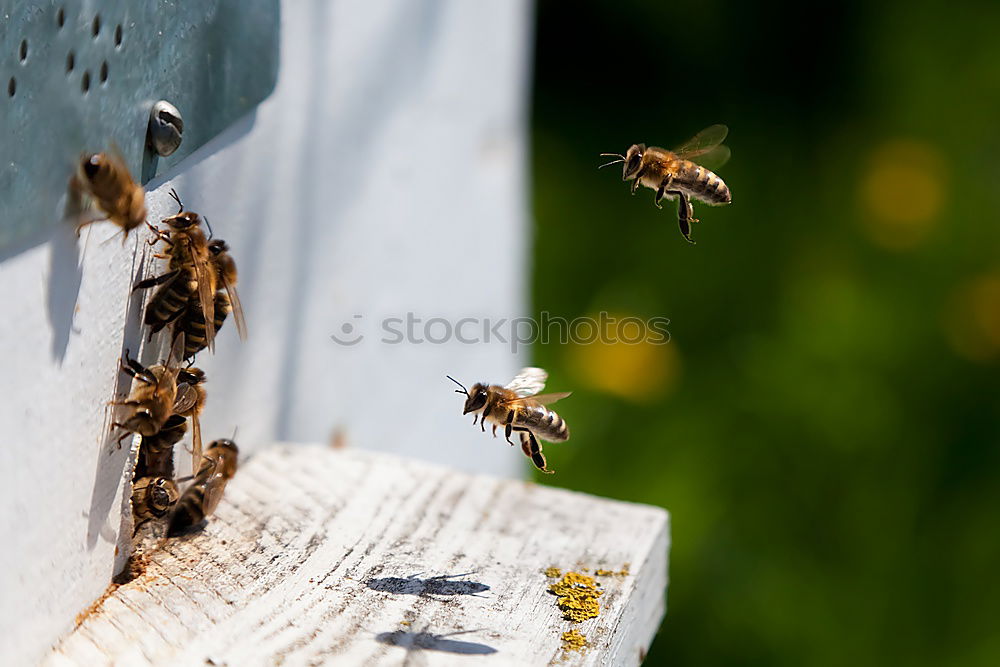 Similar – Beekeeper scrapes honey from a honeycomb