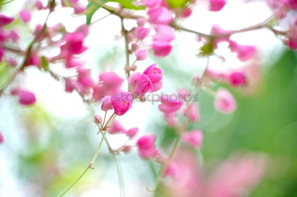 Similar – hydrangea Nature Plant