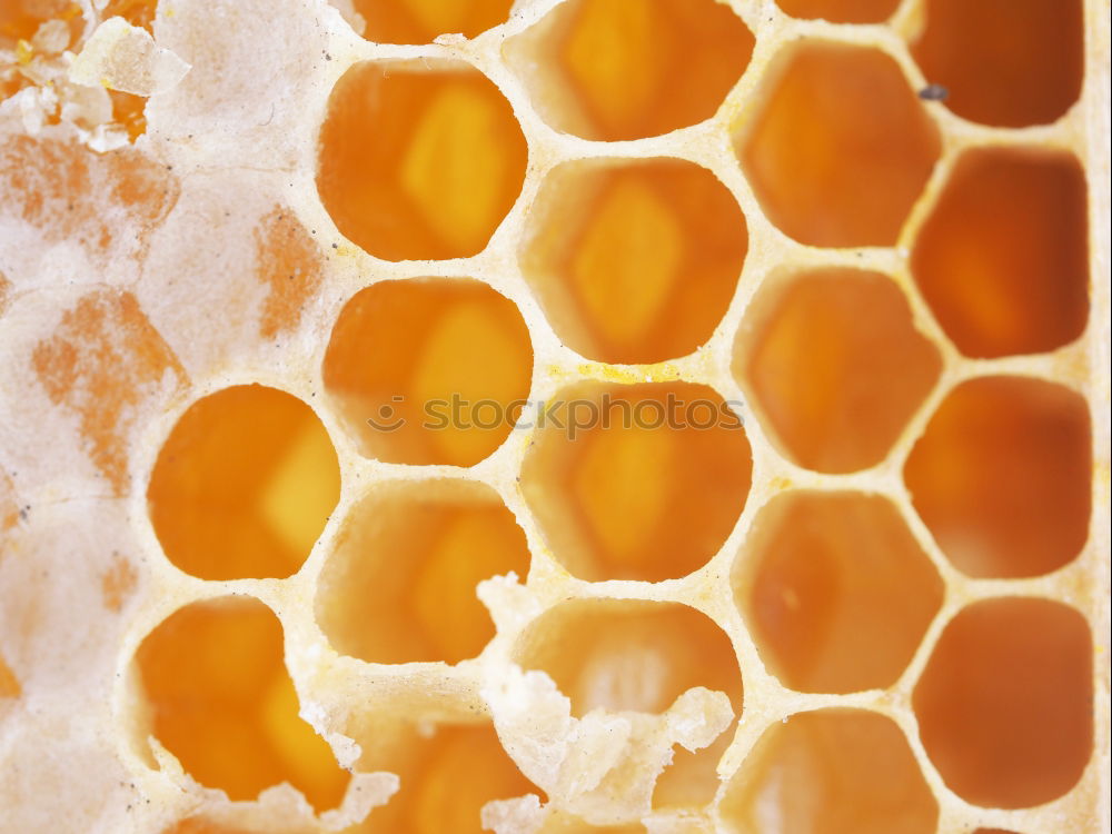 Image, Stock Photo Honeycombs, honeycombs, beeswax, wax, beehive