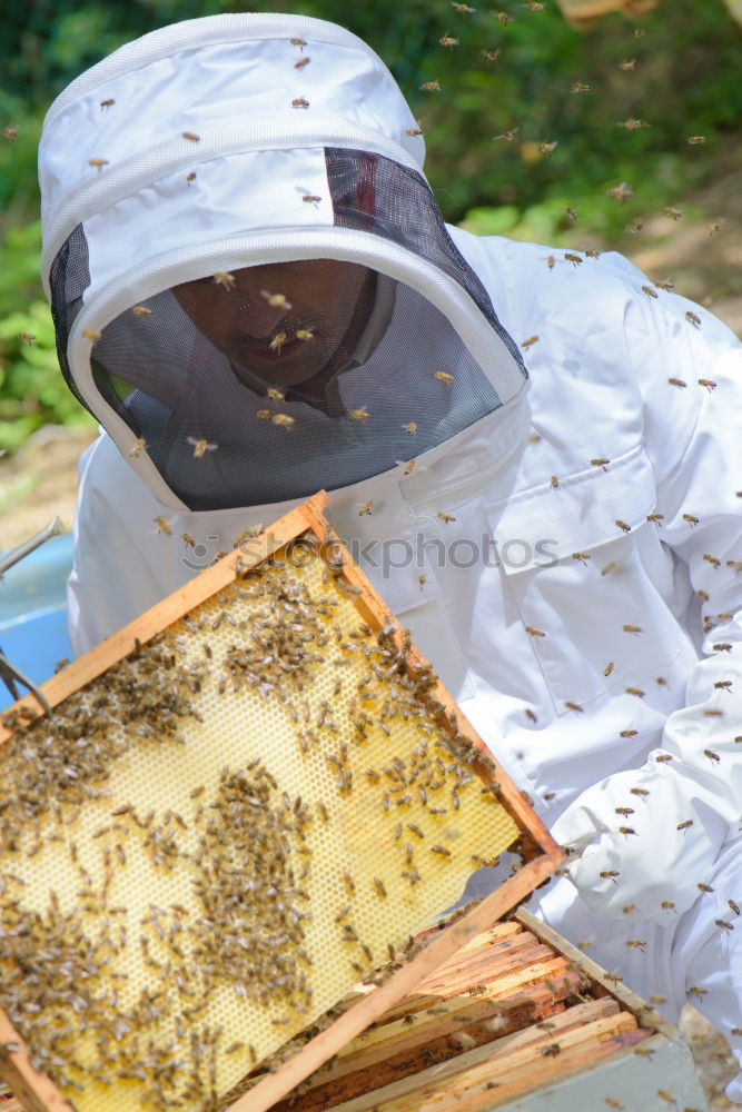 Similar – Image, Stock Photo Beekeeper working collect honey.