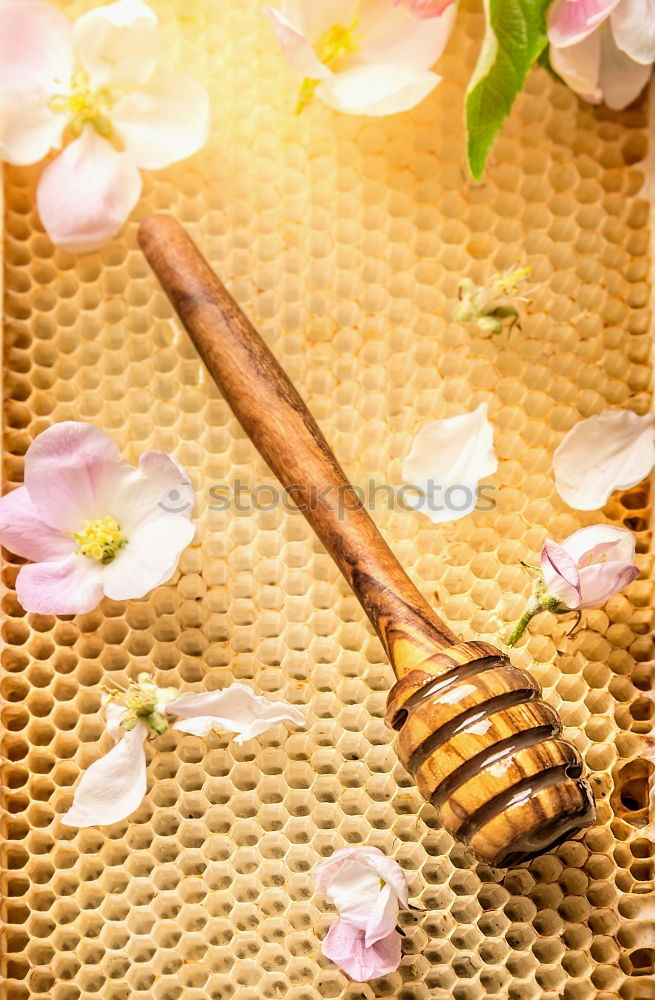 Similar – Image, Stock Photo Honey spoon on honeycomb with fresh flowers