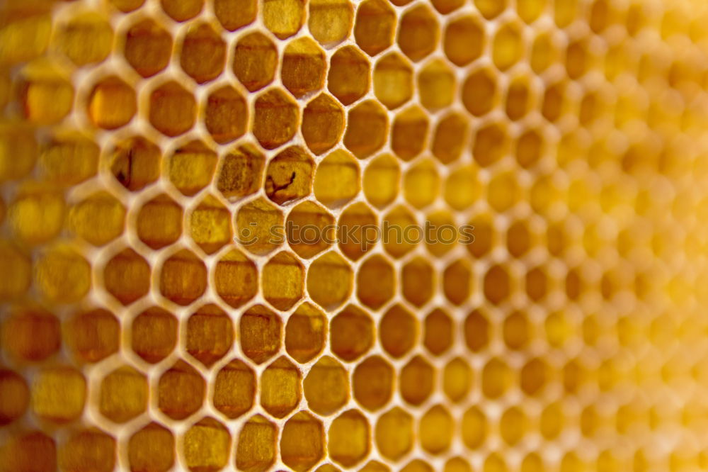 Similar – Bienen Bienenwaben Wabe