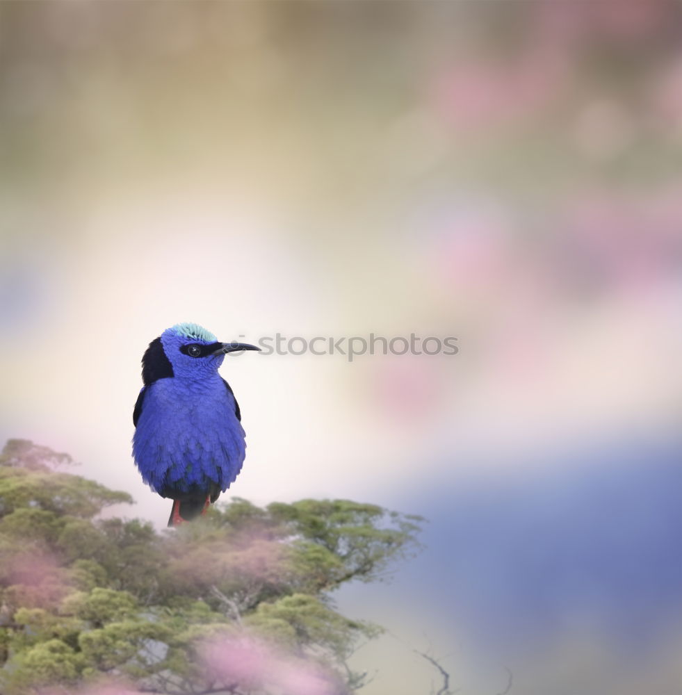 Similar – Foto Bild Frühlingsbote Natur Sommer