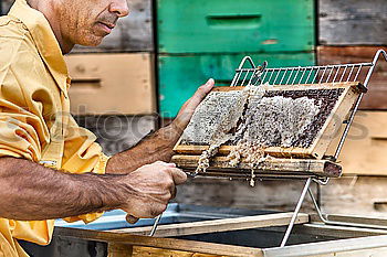 Similar – Image, Stock Photo Beekeeper working collect honey.