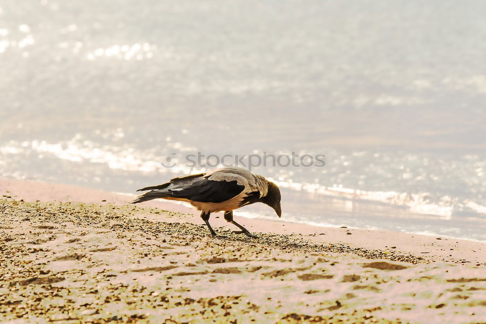 Similar – Image, Stock Photo romantic walk!!! Pigeon