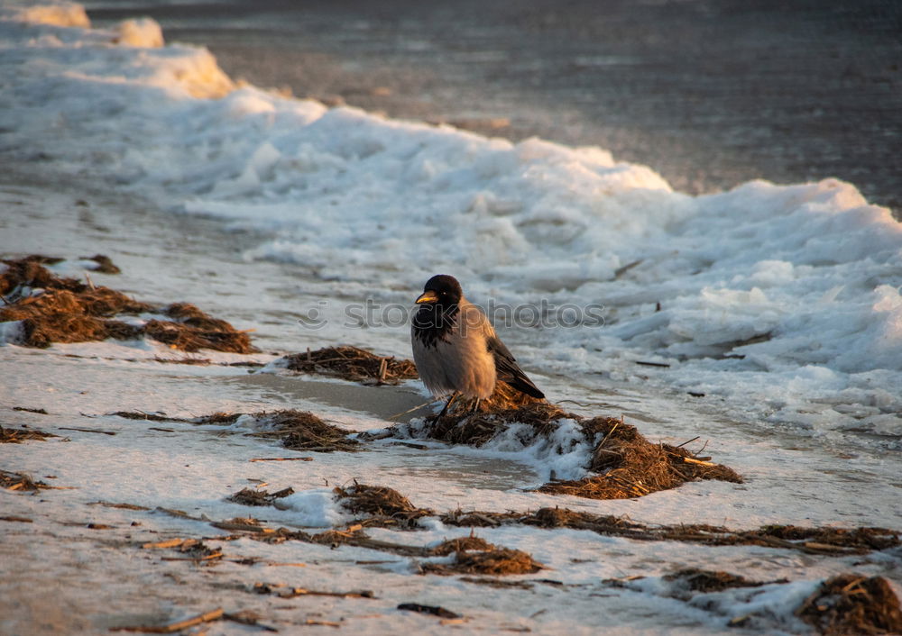 Similar – Foto Bild pinguin/2 Pinguin kalt Zoo