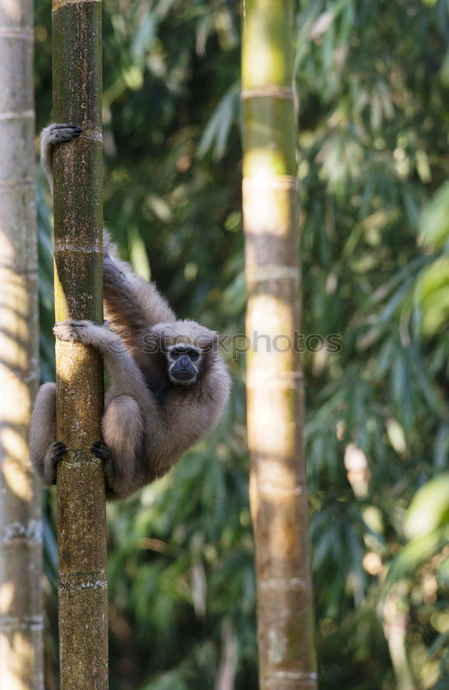 Similar – Sloth in Costa Rica 1