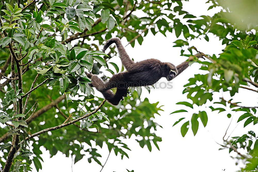 Similar – Image, Stock Photo In the rain tree a chick sat