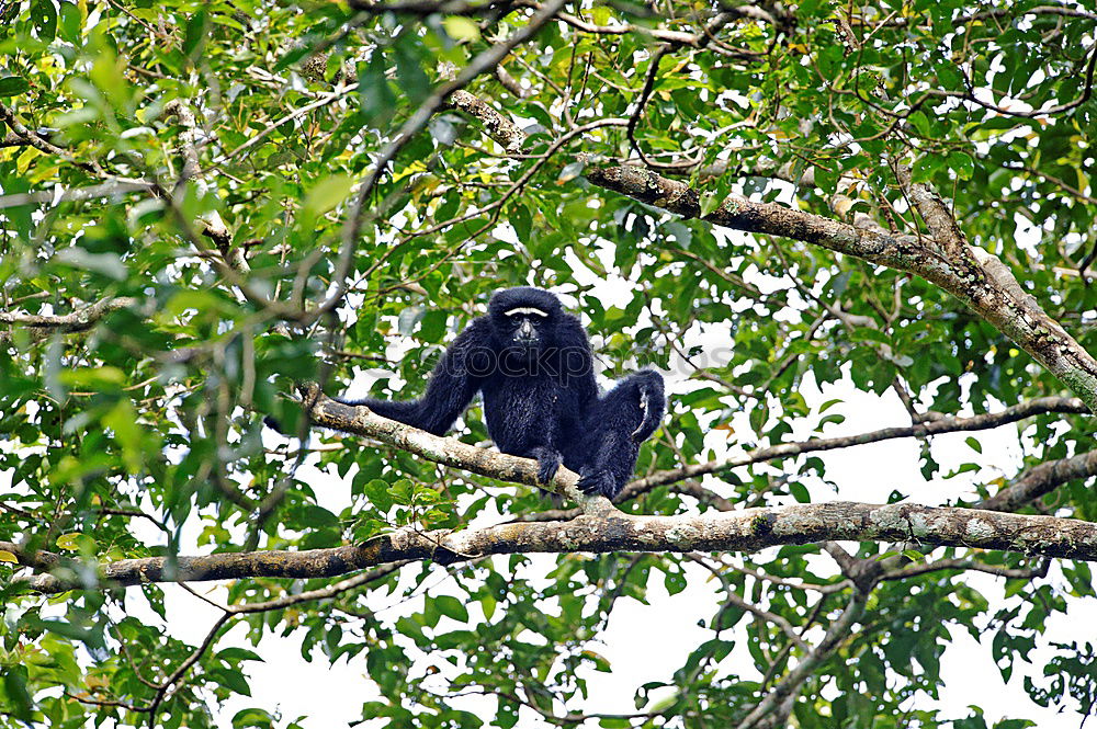 Similar – Image, Stock Photo In the rain tree a chick sat