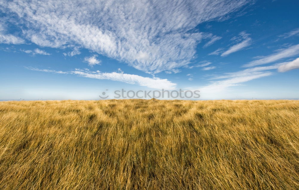 corntwister Tornado Field