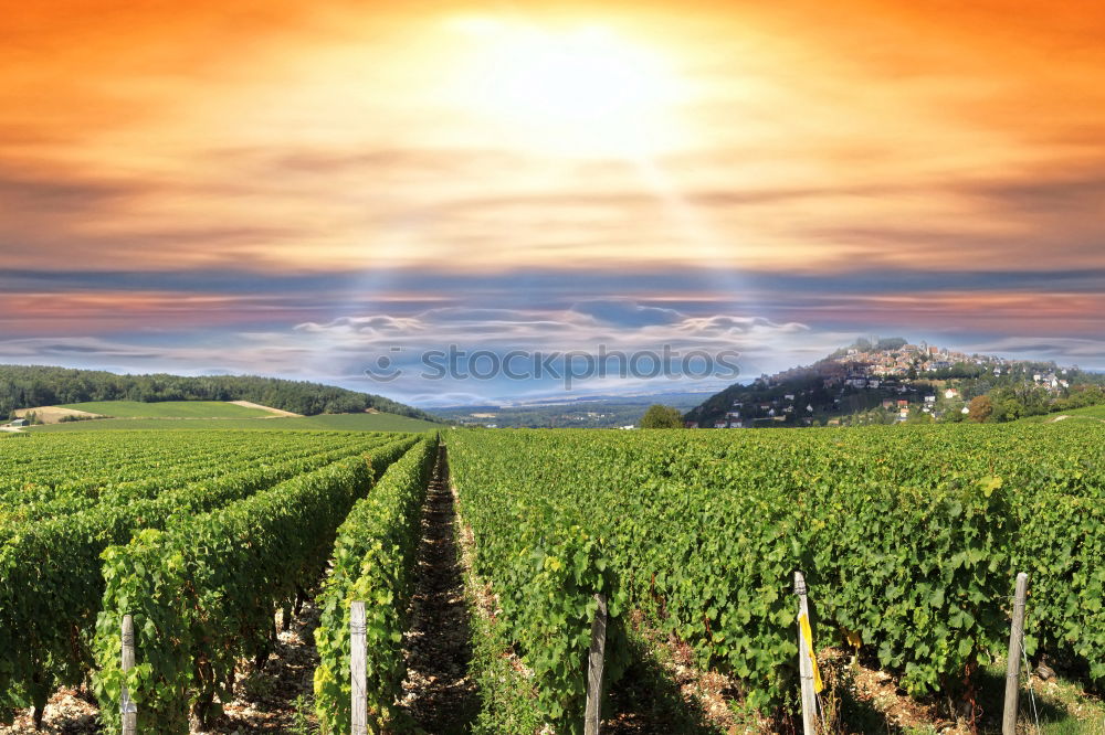 Similar – Image, Stock Photo Vineyards in Trento in autumn