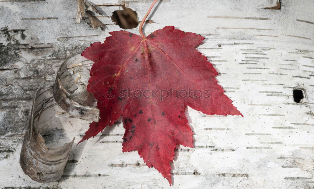 Similar – Image, Stock Photo autumn wall Lifestyle