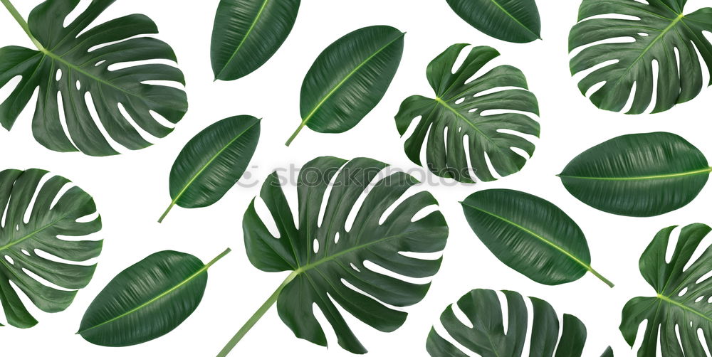 Similar – Image, Stock Photo Layout with various tropical palms and fern leaves