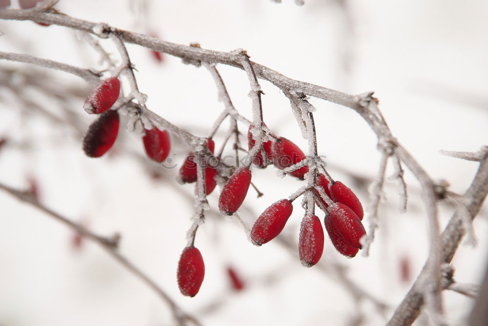 Similar – Image, Stock Photo frosty fruit II Beverage