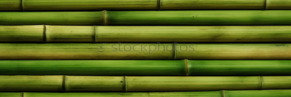 Similar – bamboo jungle Green