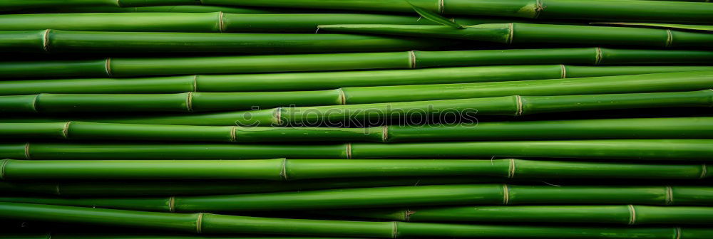 Similar – green leaves of daffodils in raindrops