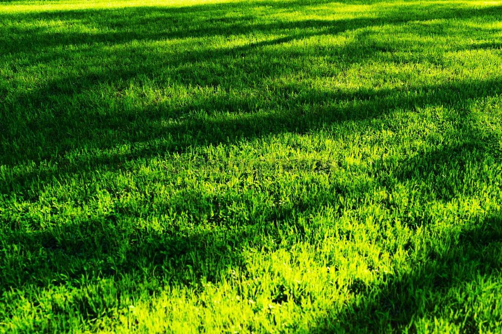 Image, Stock Photo Fruity meadow Green Meadow