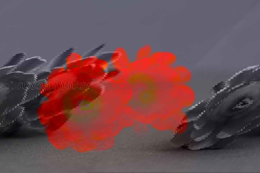 Image, Stock Photo poppy Decoration Summer