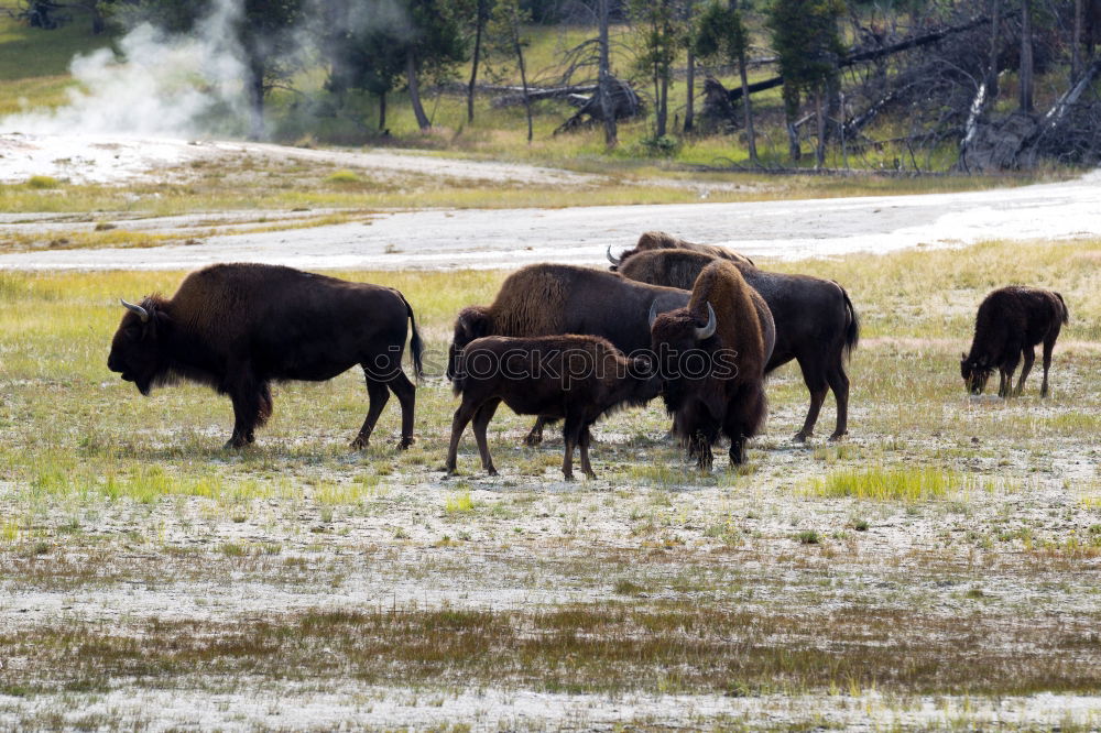 Similar – Image, Stock Photo #A# Look at the herd Art