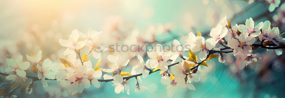 Similar – Image, Stock Photo Spring nature background with white flowers