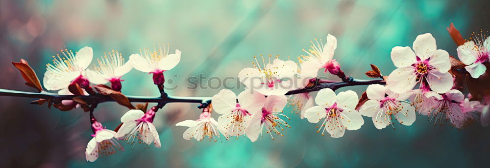 Similar – pink flowers Flower Pink