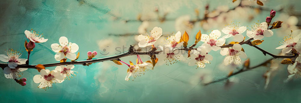 Similar – Cherry blossom, close-up