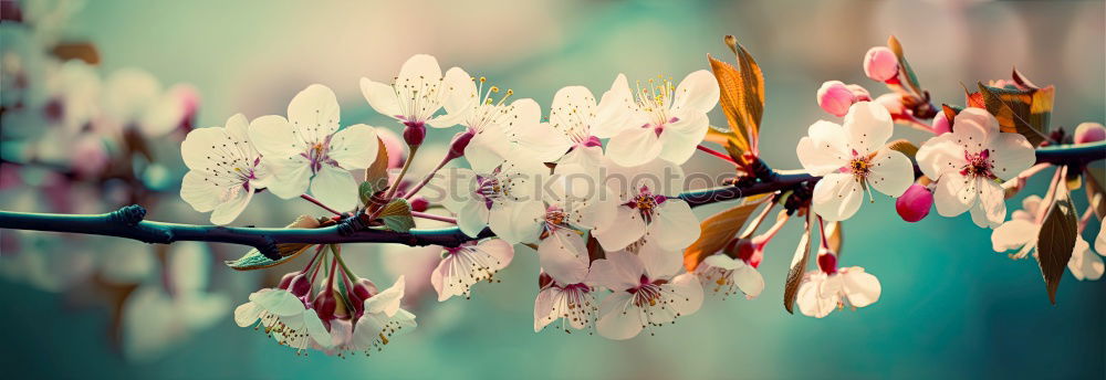 Similar – Cherry blossom, close-up