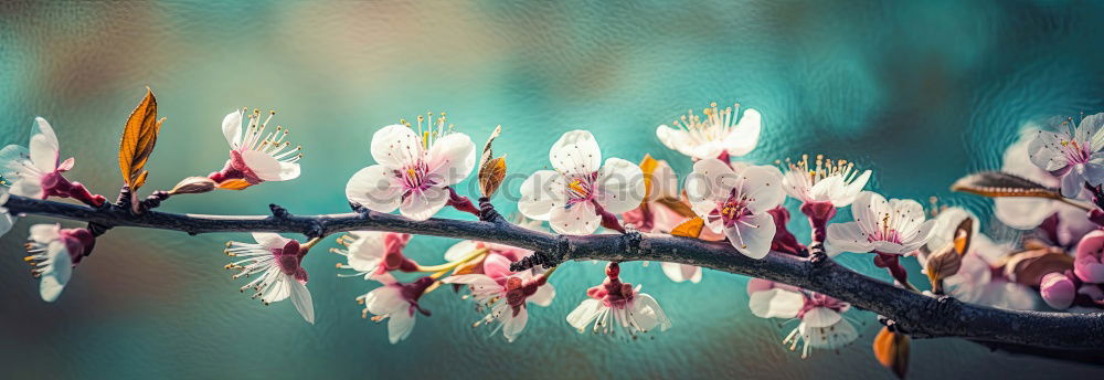 Image, Stock Photo Bowl with blue bath salt, shovel and flowers.