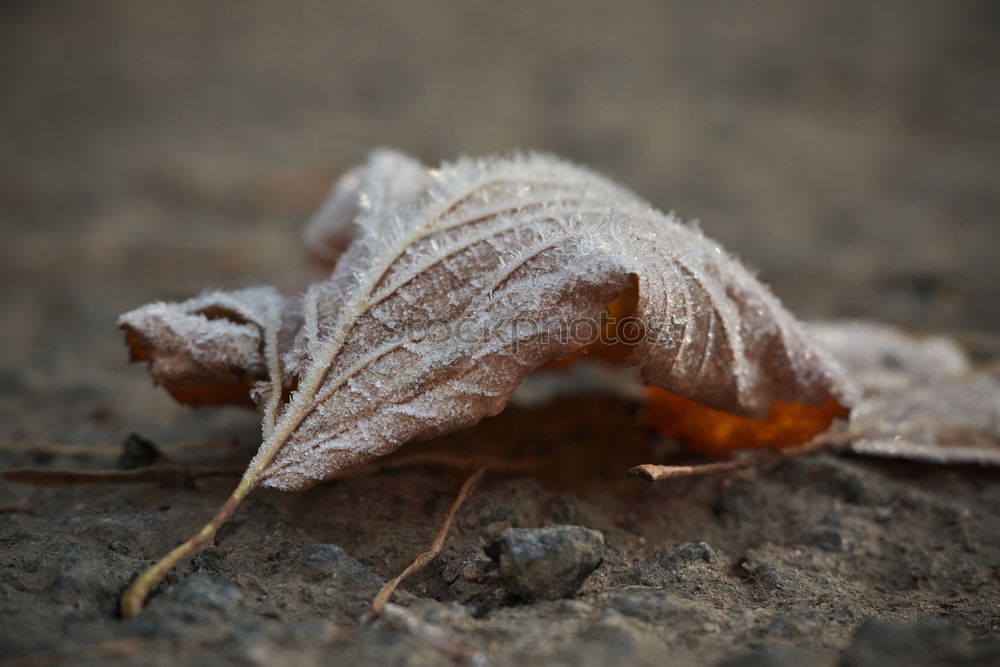 Similar – leaf Leaf Grass Green