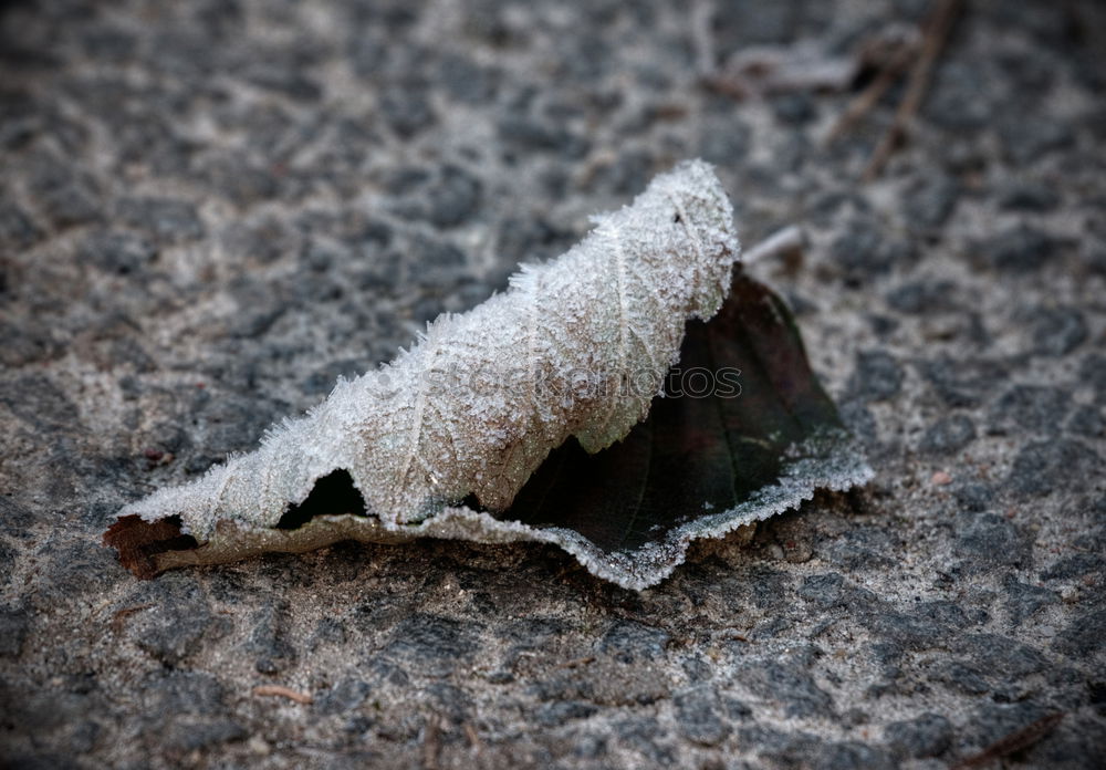 Similar – Macro of male and female chewing louse