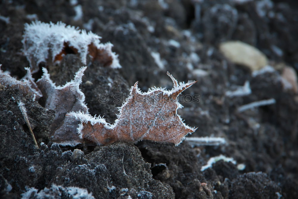 Similar – Frost. Winter Snow Ice