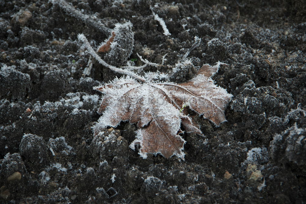 Similar – Frost. Winter Snow Ice