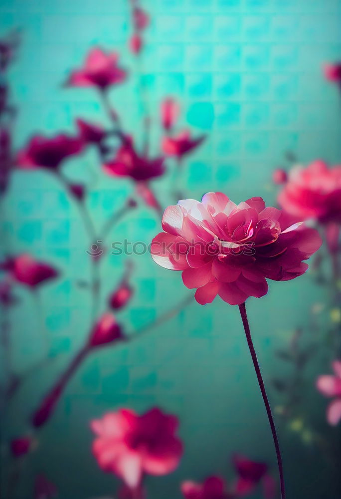 Similar – Image, Stock Photo poppy Nature Plant