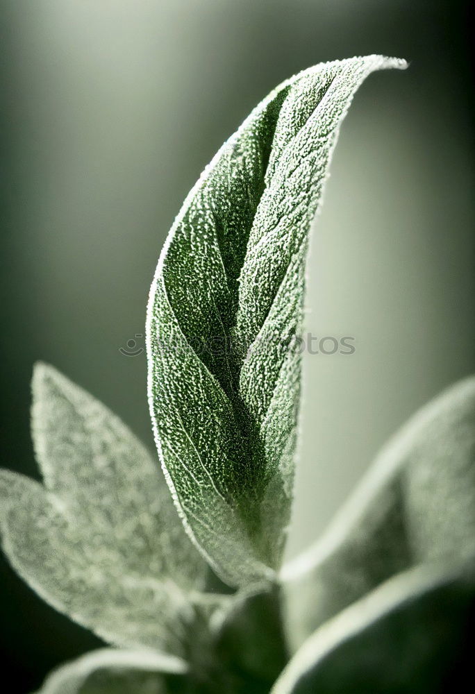 Similar – Oregano mit großem Wassertropfen