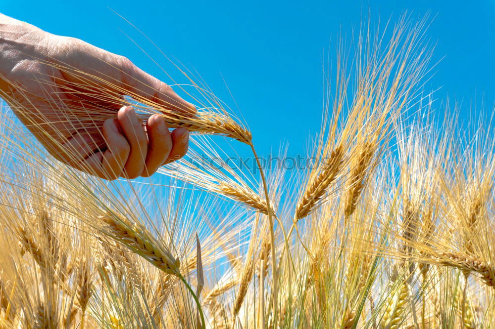 Similar – Image, Stock Photo Crop person walking in summer field