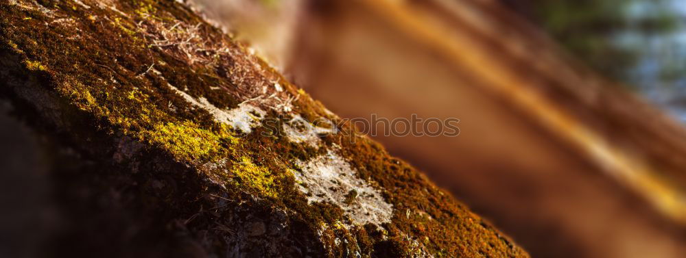 Similar – Image, Stock Photo (d)Cycling donkey Bicycle