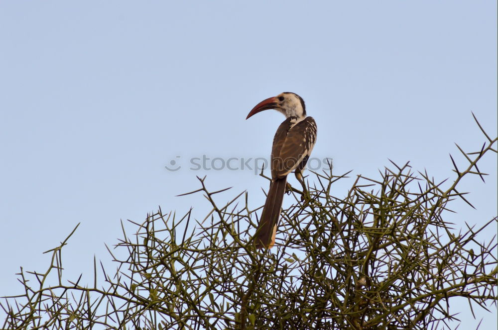 Similar – Image, Stock Photo majesty Nature Animal Sky