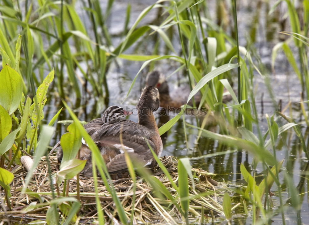 Similar – Image, Stock Photo turtle Nature Landscape