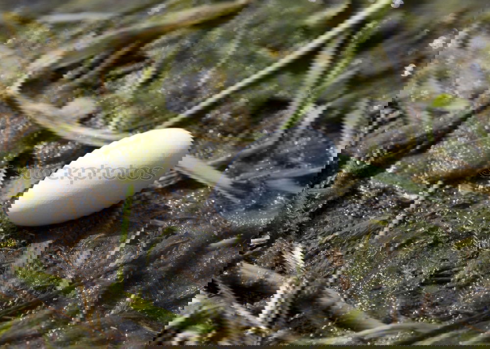 Similar – Image, Stock Photo out of the nest! Spring