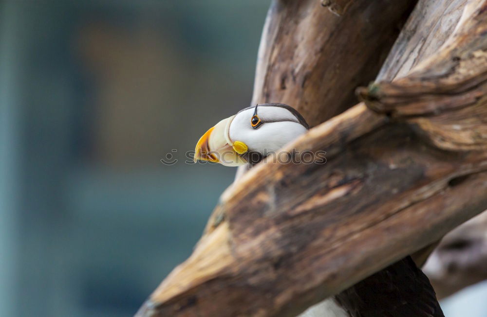 Similar – Image, Stock Photo predator feeding Goose