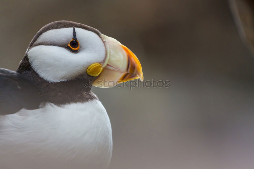 Similar – tired parrot diver Nature