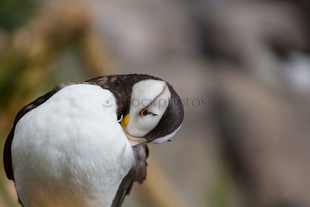 Similar – Image, Stock Photo Flock of penguins on beach