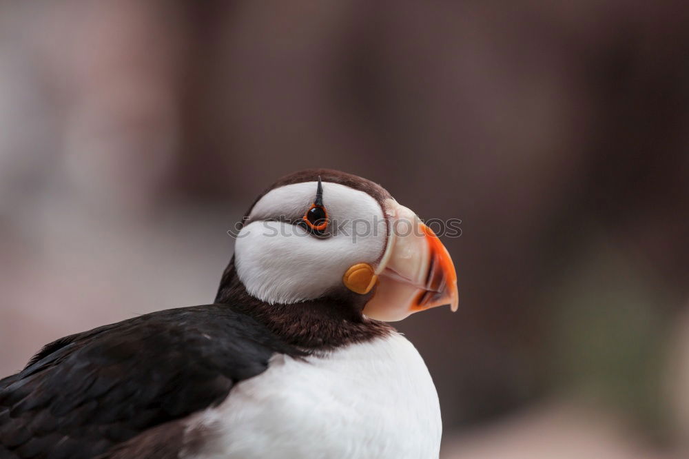 Similar – tired parrot diver Nature