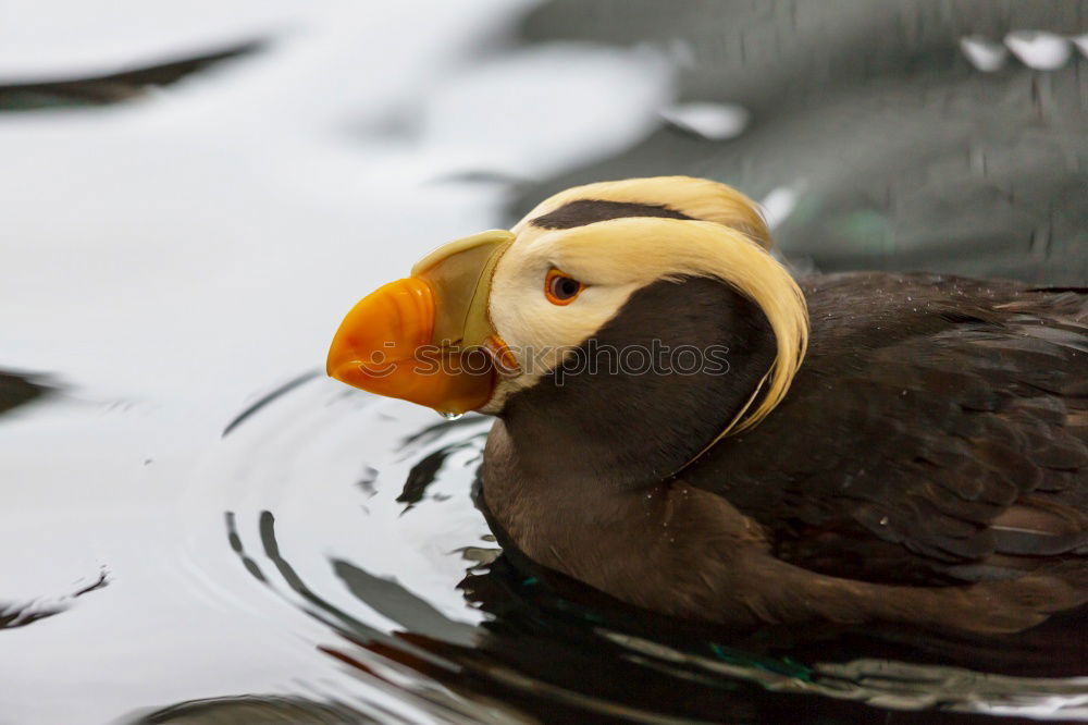 Similar – Image, Stock Photo What’s gibt´s got there?