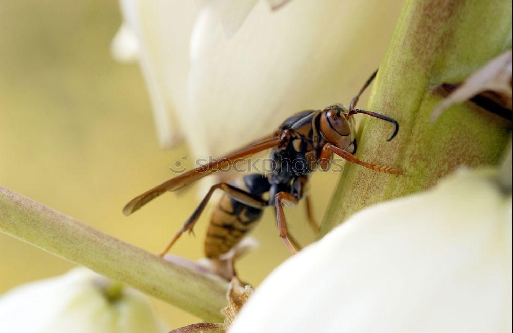 Similar – Ants Macro Experiment