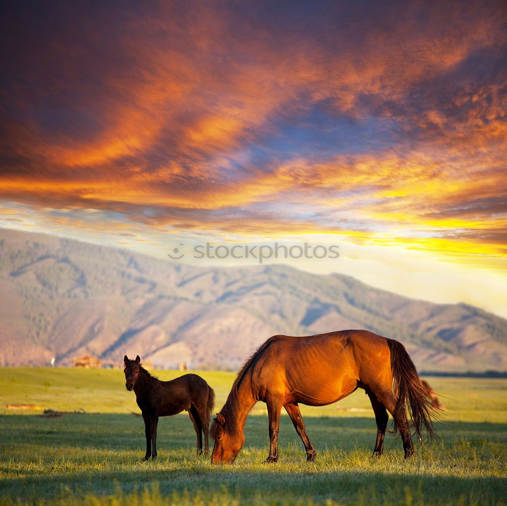 Similar – Image, Stock Photo Iceland ponies Mountain