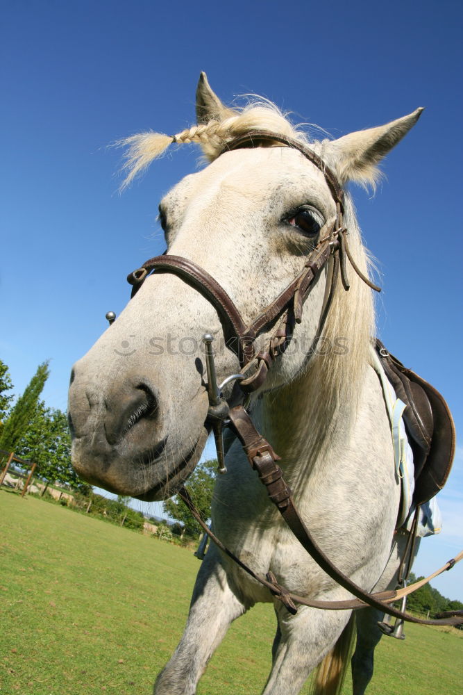 Image, Stock Photo delicious new camera Horse