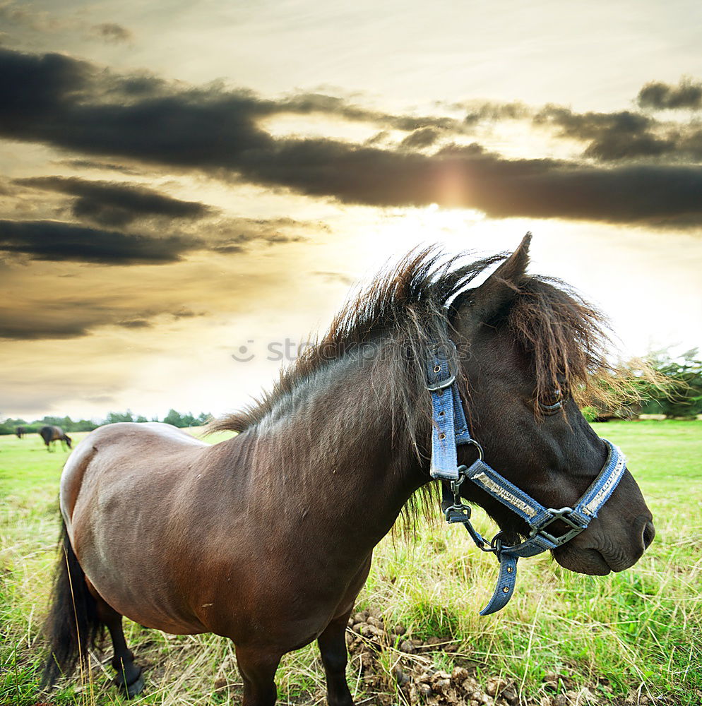 Similar – Image, Stock Photo almost a donkey Horse